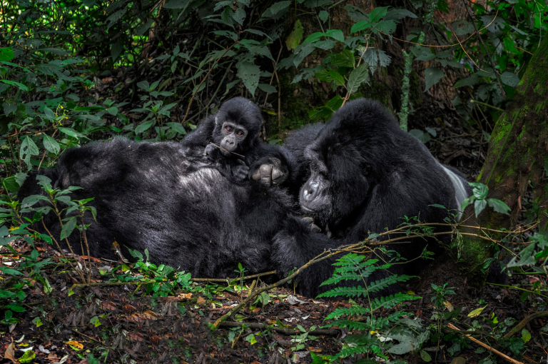 4 Day Bwindi Gorilla Trekking